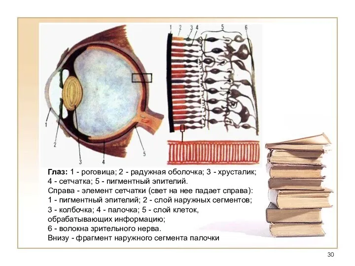 Глаз: 1 - роговица; 2 - радужная оболочка; 3 - хрусталик; 4