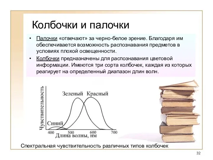 Колбочки и палочки Палочки «отвечают» за черно-белое зрение. Благодаря им обеспечивается возможность