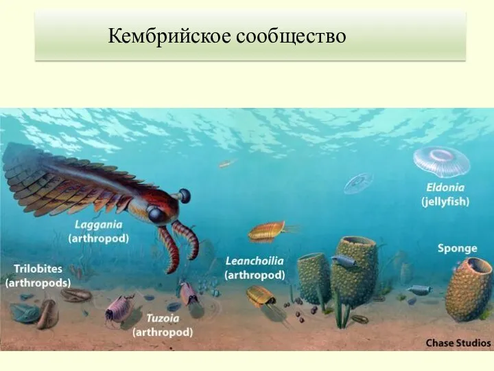 Кембрийское сообщество