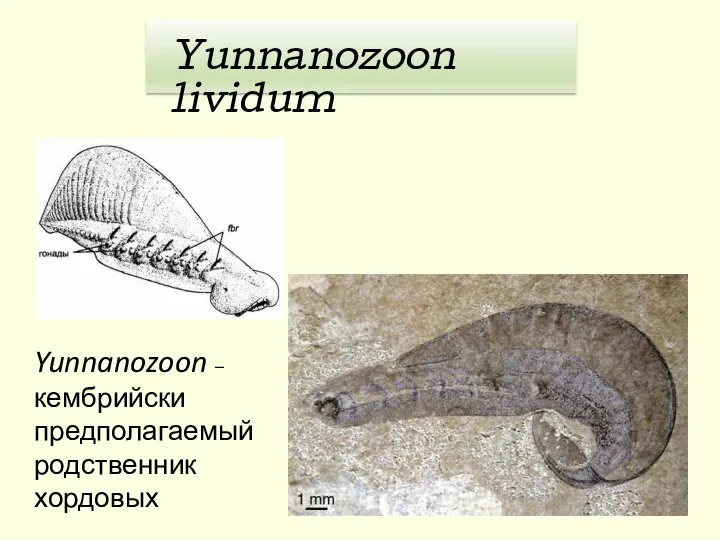 Yunnanozoon – кембрийски предполагаемый родственник хордовых Yunnanozoon lividum
