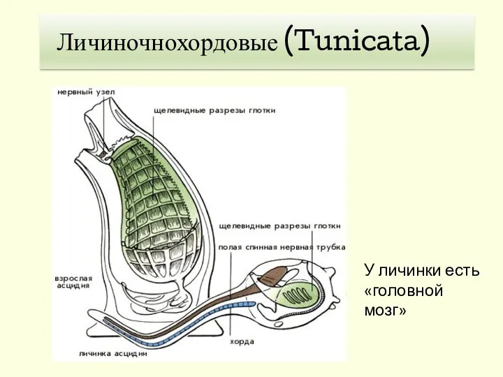 У личинки есть «головной мозг» Личиночнохордовые (Tunicata)