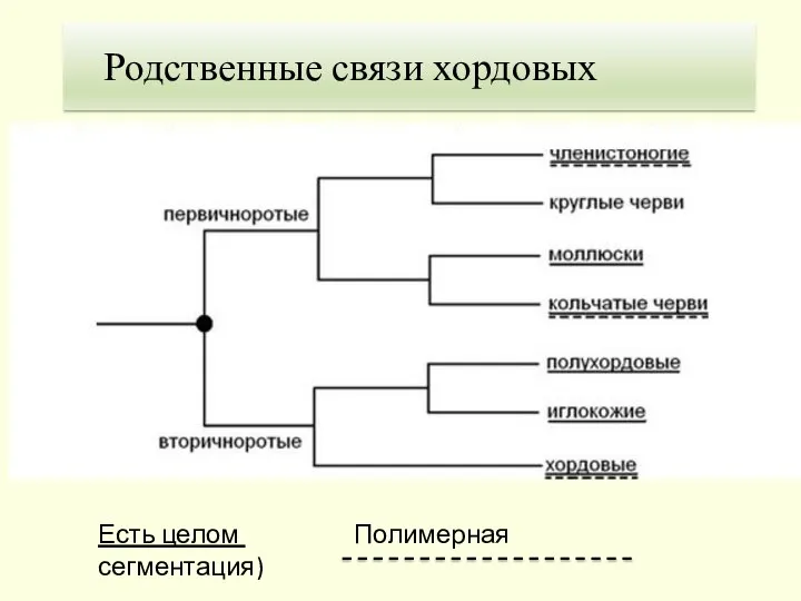 Есть целом Полимерная сегментация) Родственные связи хордовых