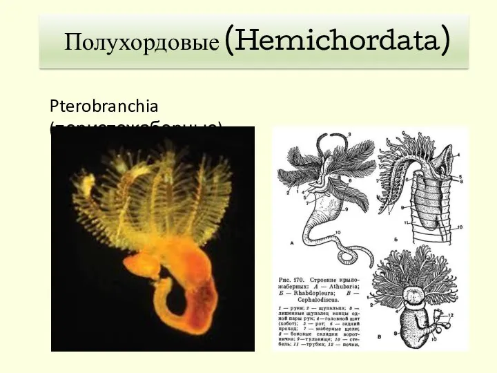 Полухордовые (Hemichordata) Pterobranchia (перистожаберные)