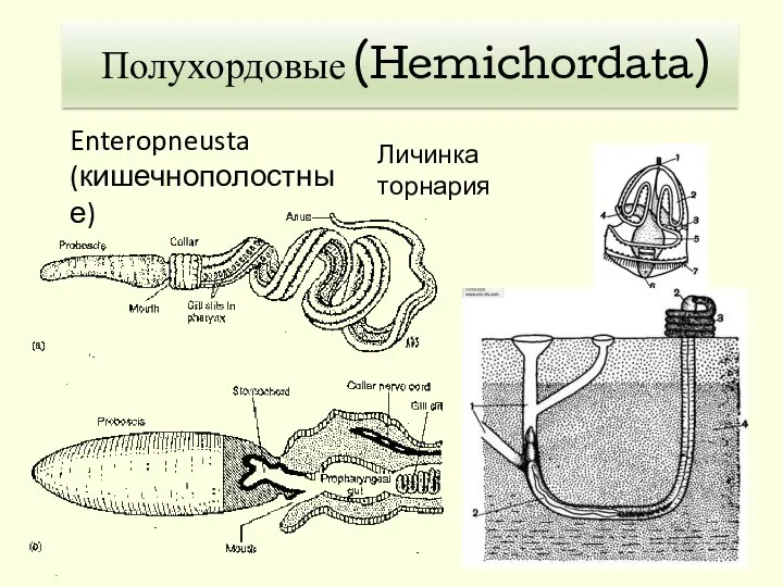 Личинка торнария Полухордовые (Hemichordata) Enteropneusta (кишечнополостные)