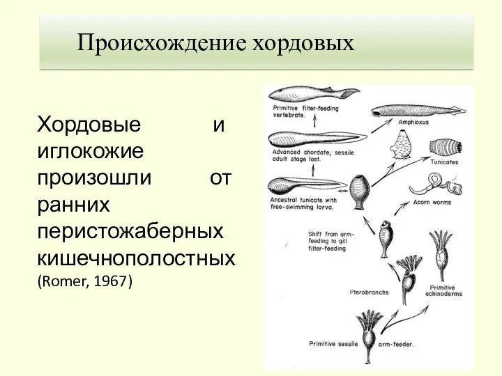 1. Теория Гастранга Происхождение хордовых Хордовые и иглокожие произошли от ранних перистожаберных кишечнополостных (Romer, 1967)