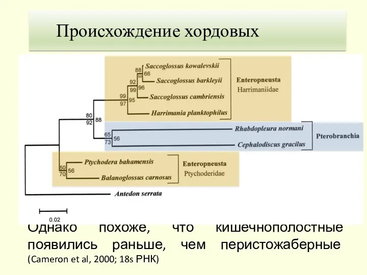 1. Теория Гастранга Происхождение хордовых Однако похоже, что кишечнополостные появились раньше, чем