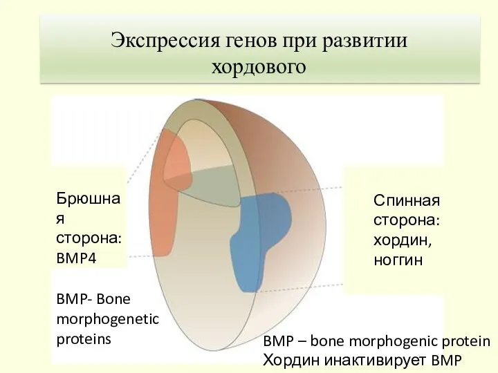 Брюшная сторона: BMP4 Спинная сторона: хордин, ноггин BMP- Bone morphogenetic proteins BMP