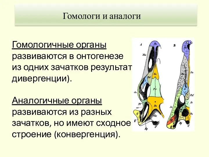 Гомологичные органы развиваются в онтогенезе из одних зачатков результат дивергенции). Аналогичные органы