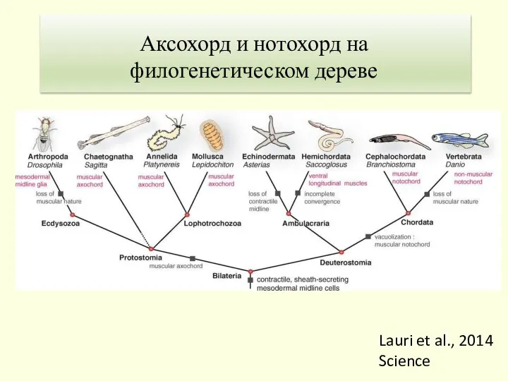 Lauri et al., 2014 Science 1. Теория Гастранга Аксохорд и нотохорд на филогенетическом дереве
