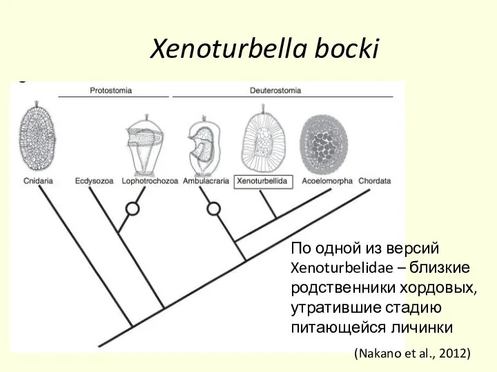 Xenoturbella bocki (Nakano et al., 2012) По одной из версий Xenoturbelidae –