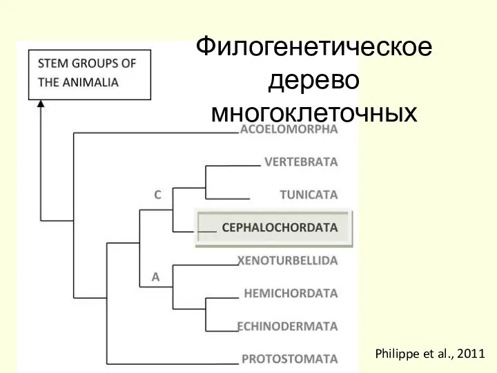 Филогенетическое дерево многоклеточных Philippe et al., 2011