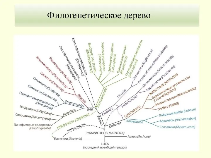 Филогенетическое дерево