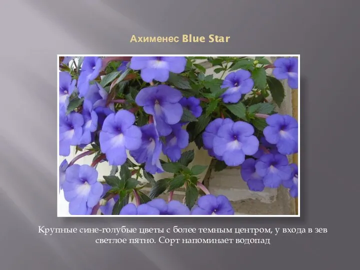 Ахименес Blue Star Крупные сине-голубые цветы с более темным центром, у входа