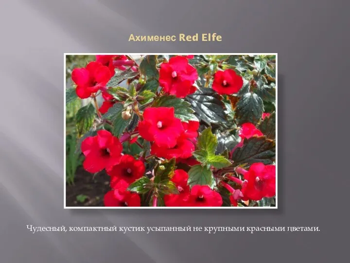 Ахименес Red Elfe Чудесный, компактный кустик усыпанный не крупными красными цветами.