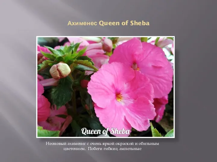 Ахименес Queen of Sheba Неоновый ахименес с очень яркой окраской и обильным цветением. Побеги гибкие, ампельные
