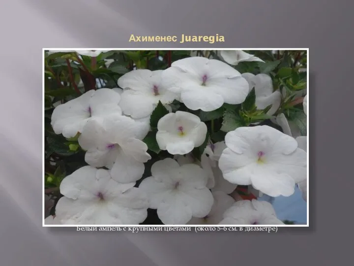 Ахименес Juaregia Белый ампель с крупными цветами (около 5-6 см. в диаметре)