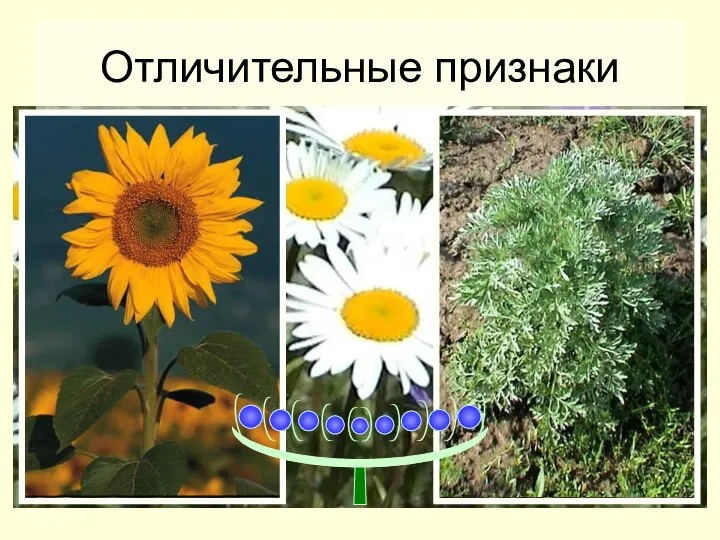 Отличительные признаки