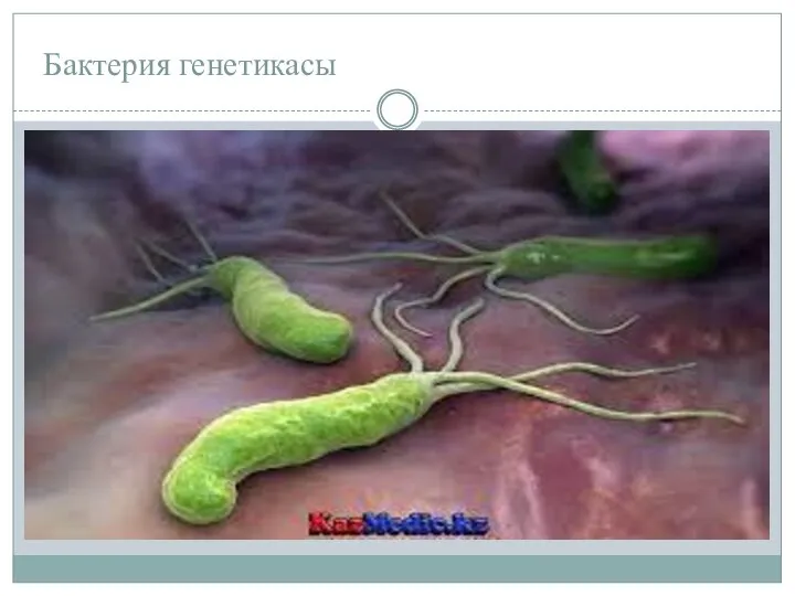 Бактерия генетикасы