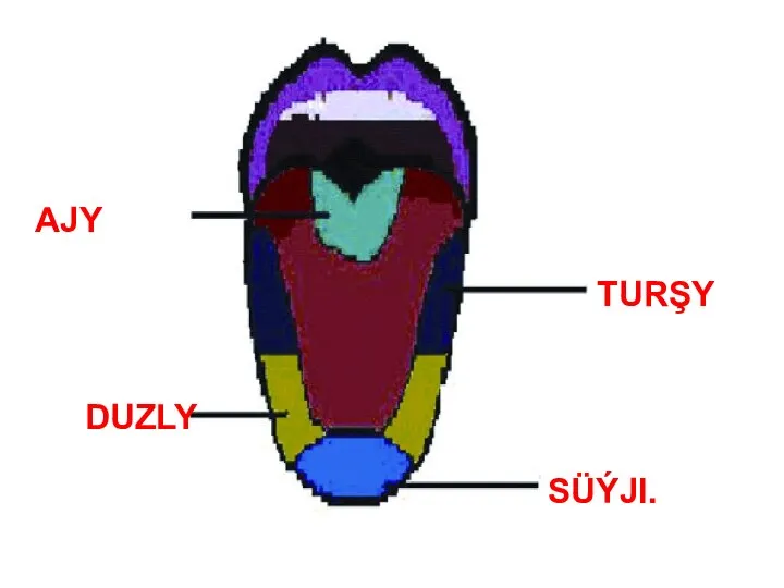 AJY TURŞY SÜÝJI. DUZLY