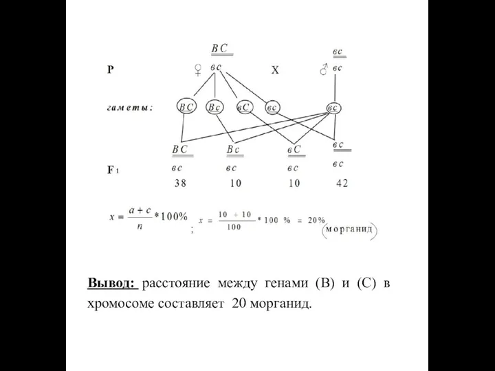 Вывод: расстояние между генами (В) и (С) в хромосоме составляет 20 морганид.