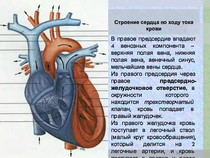 В правое предсердие впадают 4 венозных компонента – верхняя полая вена, нижняя