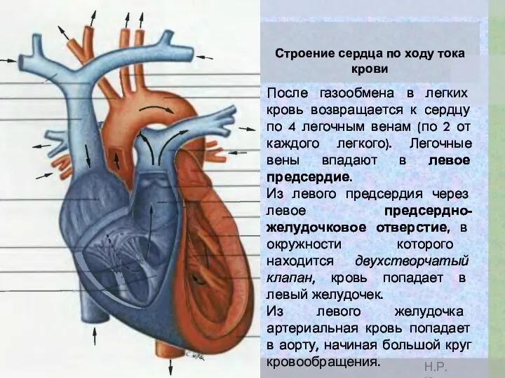 После газообмена в легких кровь возвращается к сердцу по 4 легочным венам