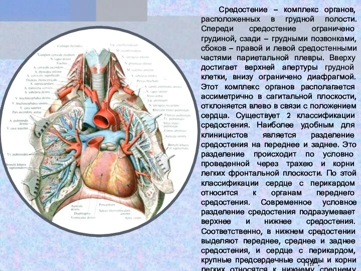 Средостение – комплекс органов, расположенных в грудной полости. Спереди средостение ограничено грудиной,