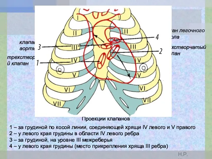 Проекции клапанов 1 – за грудиной по косой линии, соединяющей хрящи IV