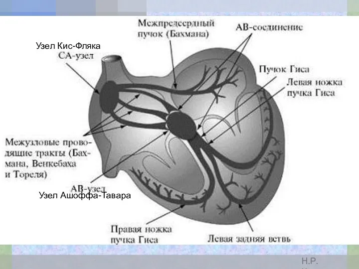 Узел Кис-Фляка Узел Ашоффа-Тавара