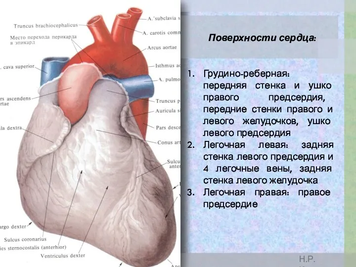 Поверхности сердца: Грудино-реберная: передняя стенка и ушко правого предсердия, передние стенки правого