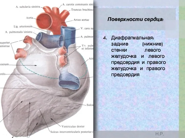 Поверхности сердца: Диафрагмальная: задние (нижние) стенки левого желудочка и левого предсердия и