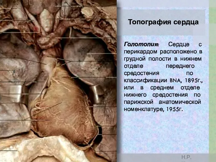 Топография сердца Голотопия: Сердце с перикардом расположено в грудной полости в нижнем