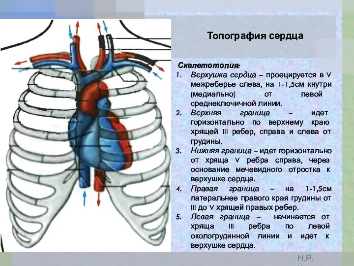 Топография сердца Скелетотопия: Верхушка сердца – проецируется в V межреберье слева, на