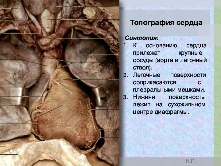 Топография сердца Синтопия: К основанию сердца прилежат крупные сосуды (аорта и легочный