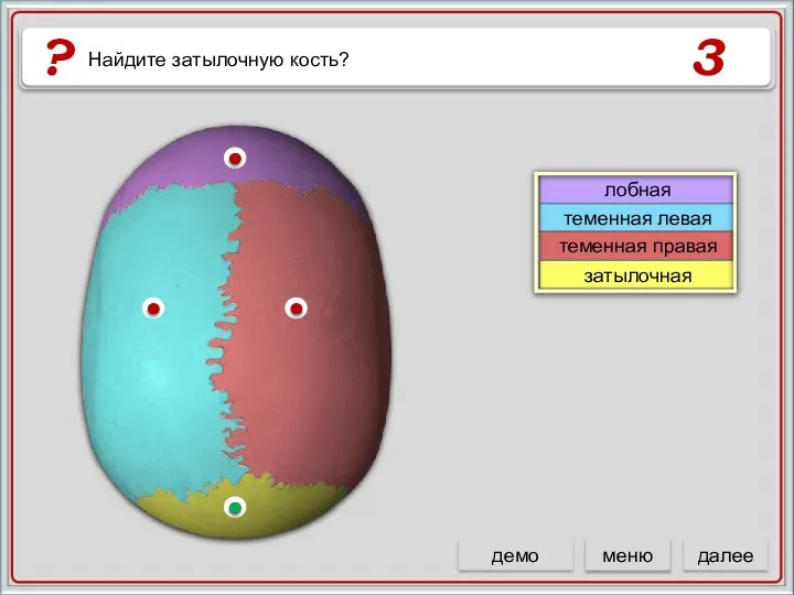 лобная теменная левая теменная правая затылочная 3 ? Найдите затылочную кость? далее демо меню