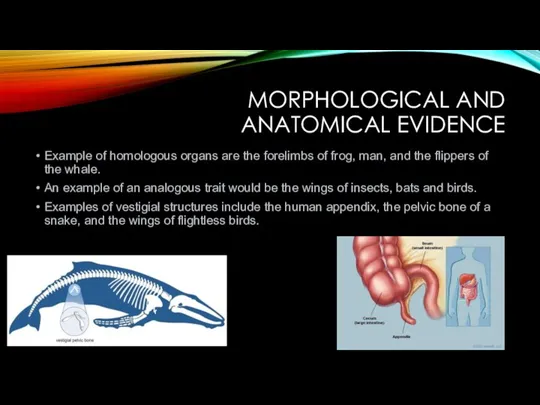 MORPHOLOGICAL AND ANATOMICAL EVIDENCE Example of homologous organs are the forelimbs of