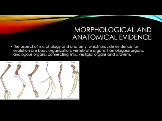 MORPHOLOGICAL AND ANATOMICAL EVIDENCE The aspect of morphology and anatomy, which provide