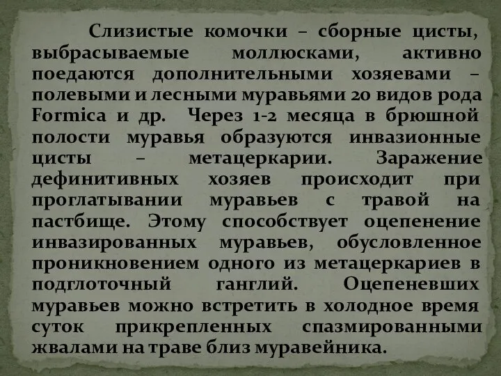 Слизистые комочки – сборные цисты, выбрасываемые моллюсками, активно поедаются дополнительными хозяевами –