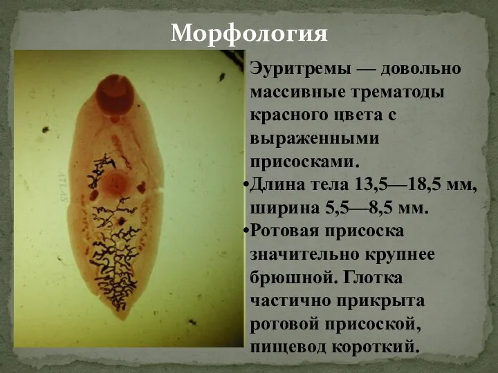 Морфология Эуритремы — довольно массивные трематоды красного цвета с выраженными присосками. Длина