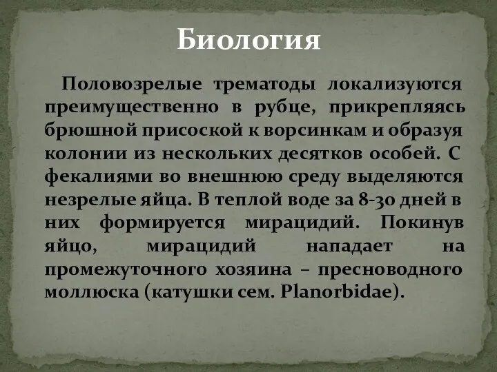 Половозрелые трематоды локализуются преимущественно в рубце, прикрепляясь брюшной присоской к ворсинкам и