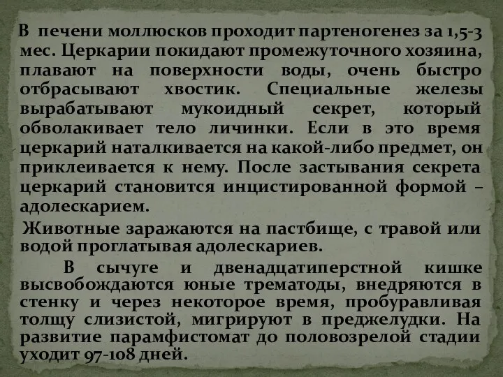 В печени моллюсков проходит партеногенез за 1,5-3 мес. Церкарии покидают промежуточного хозяина,