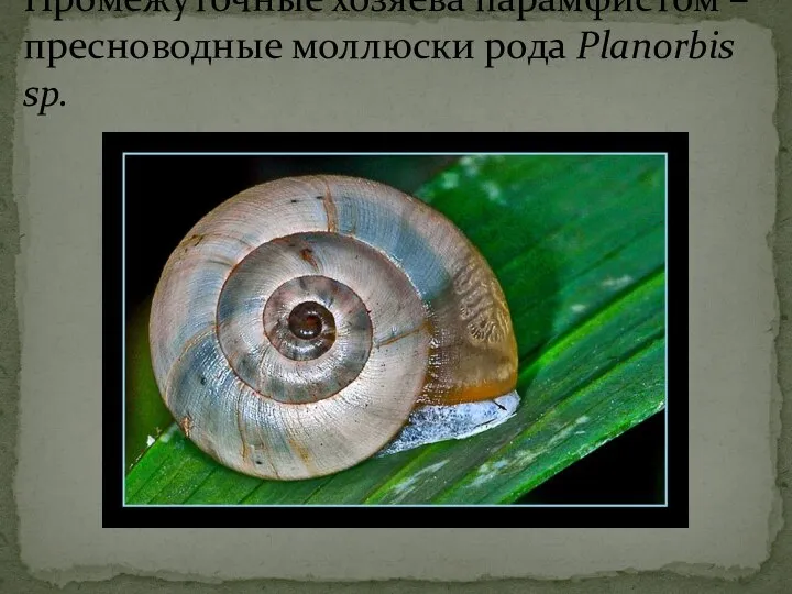 Промежуточные хозяева парамфистом – пресноводные моллюски рода Planorbis sp.