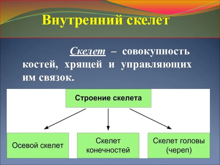 Скелет – совокупность костей, хрящей и управляющих им связок. Внутренний скелет