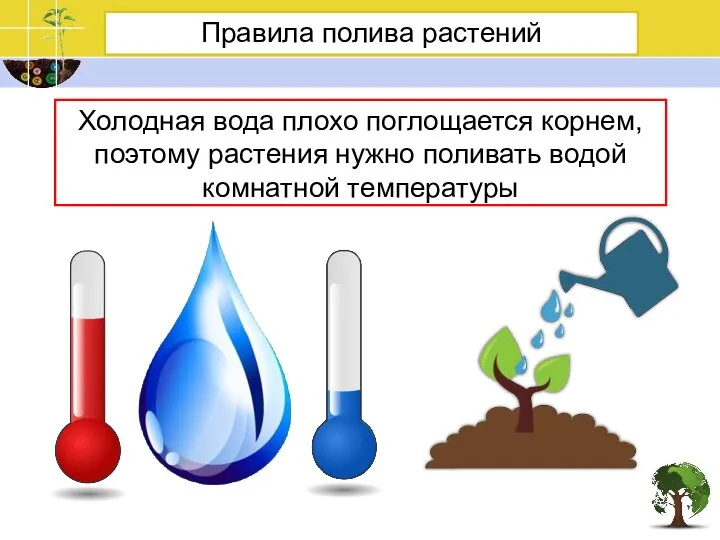 Правила полива растений Холодная вода плохо поглощается корнем, поэтому растения нужно поливать водой комнатной температуры
