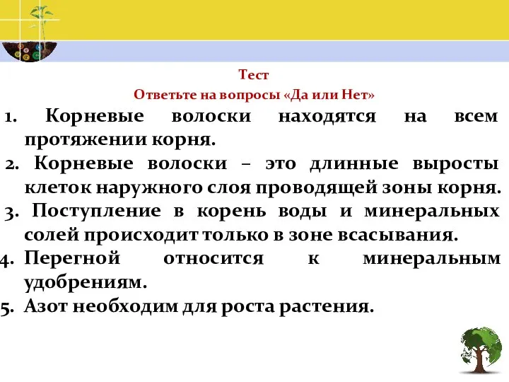 Тест Ответьте на вопросы «Да или Нет» 1. Корневые волоски находятся на