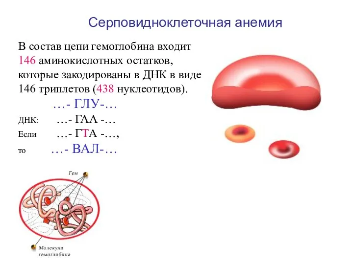 Серповидноклеточная анемия В состав цепи гемоглобина входит 146 аминокислотных остатков, которые закодированы