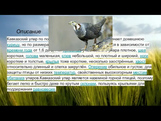 Кавказский улар по поведению и внешнему виду напоминает домашнюю курицу, но по