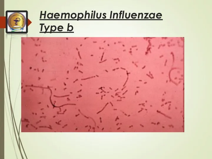 Haemophilus Influenzae Type b