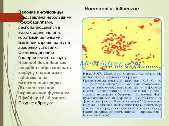 Haemophilus influenzae Палочка инфлюэнцы представлена небольшими (коккобациллами, располагающимися в мазках одиночно или