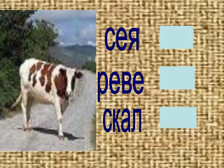 скал реве сея